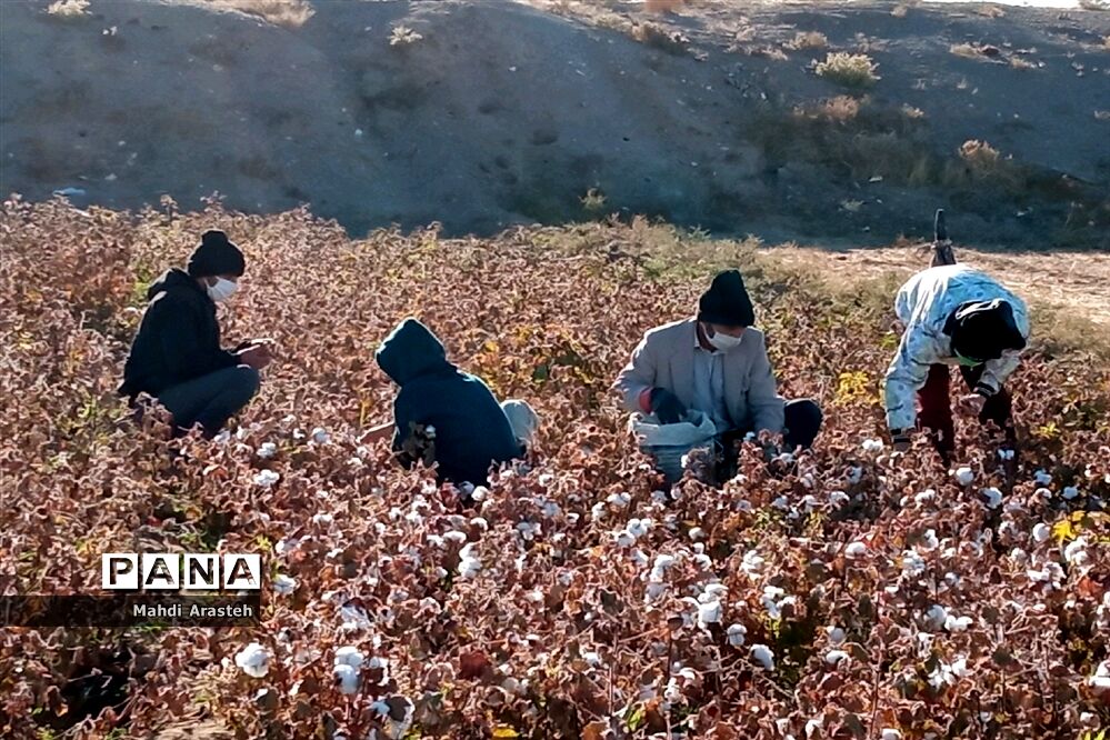 جمع آوری محصول کشاورزی خانواده نیازمند باهمکاری کارکنان فرماندهی سپاه