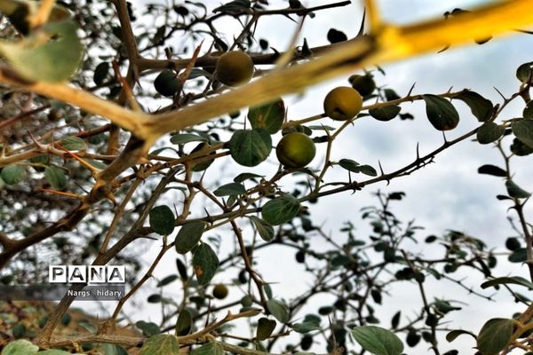 سفر یک‌روزه به روستاهای اطراف امیدیه