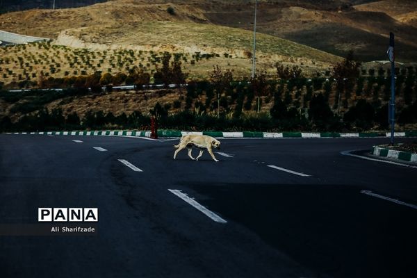 آلودگی هوای تهران