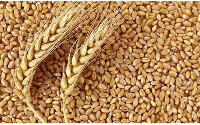 آخرین وضعیت کشت و تولید گندم برای سال آینده