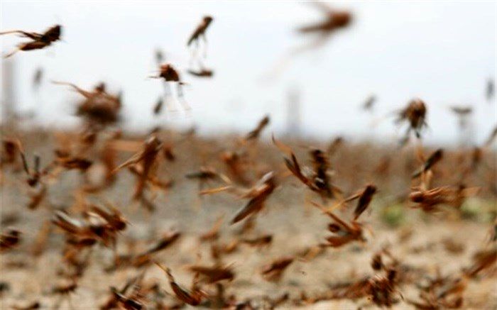 ملخ‌های صحرایی به مزارع استان بوشهر حمله کردند