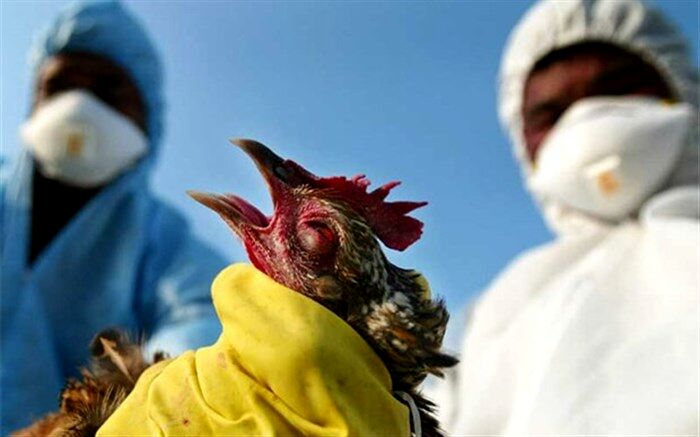 نتایج آزمایش آنفلوآنزای پرندگان در آذربایجان‌شرقی منفی است