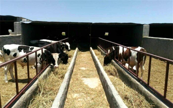 70 کارآفرین روستایی در سیستان‌وبلوچستان تسهیلات اشتغال دریافت کردند