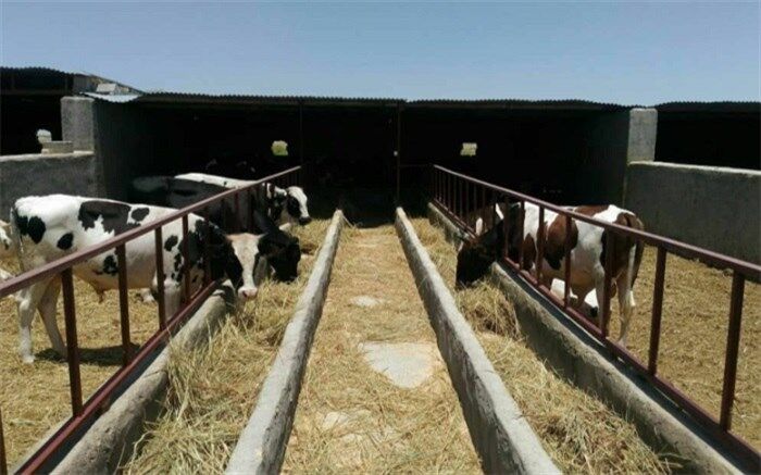 70 کارآفرین روستایی در سیستان‌وبلوچستان تسهیلات اشتغال دریافت کردند