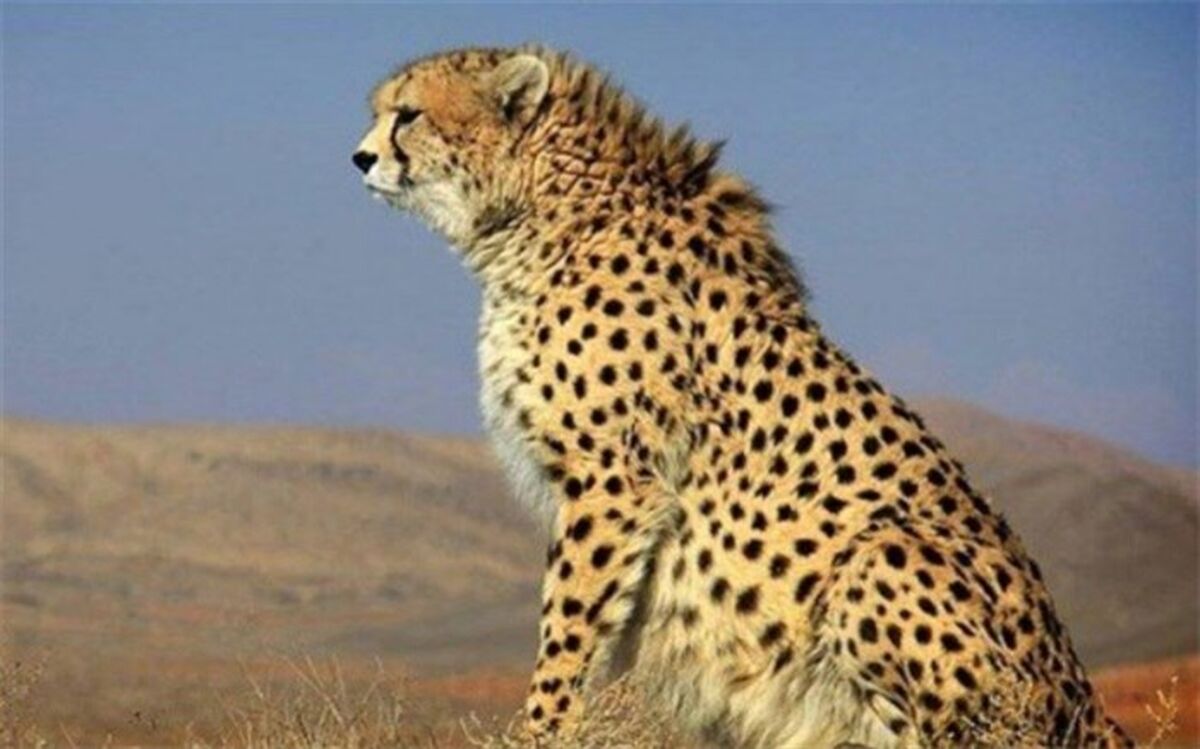 پیامی به مناسبت «روز جهانی یوزپلنگ»