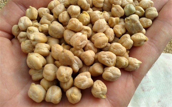 برداشت آسان و کاهش هزینه‌های تولید از مزایای کاشت مکانیزه