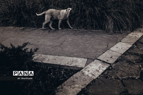 تهران آخرین روزهای پاییز