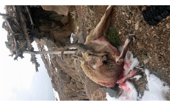 متخلف ترین شکارچی مناطق حفاظت شده  قمصر و برزک در دام قانون افتاد