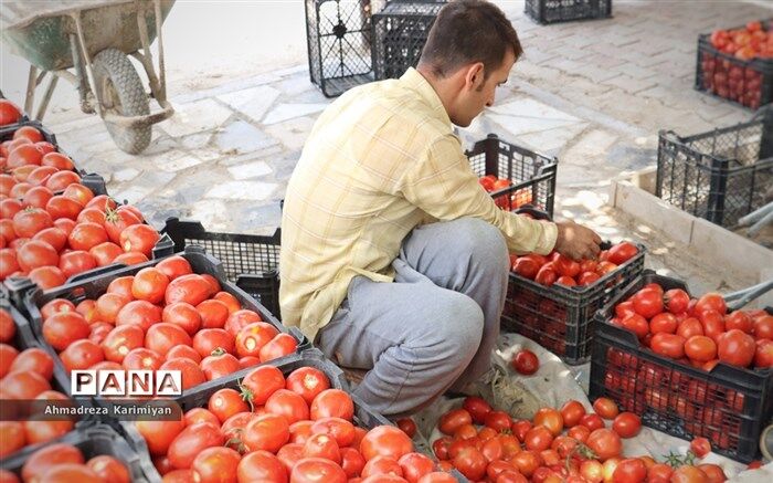 مرودشت، بزرگترین صادرکننده رب گوجه فرنگی در فارس