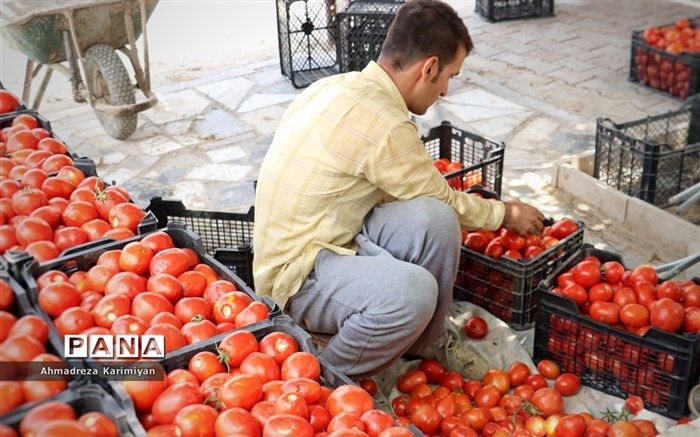 مرودشت، بزرگترین صادرکننده رب گوجه فرنگی در فارس