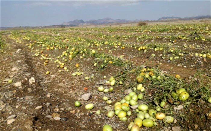 خسارت ٢٠٠ میلیارد ریالی بارش تگرگ در شهرستان فنوج