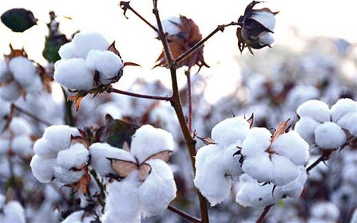 خسارت سرمای پاییزی به کشتزارهای پنبه نیشابور