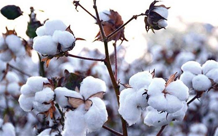 خسارت سرمای پاییزی به کشتزارهای پنبه نیشابور