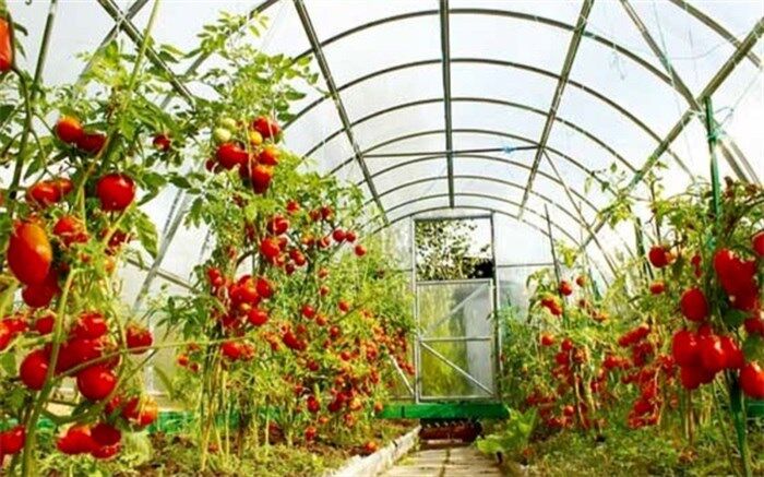 گام بزرگی در نهضت گلخانه ای کشور ایجاد شده است