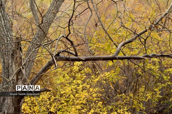روزهای پایانی پاییز در باغ بیشه شهرستان نی ریز