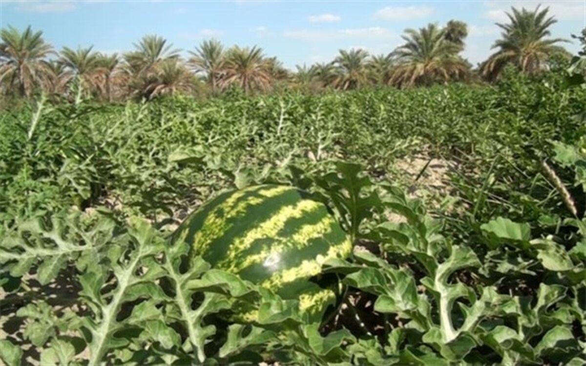 برداشت هندوانه شب یلدا از مزارع نیشکهر آغاز شد