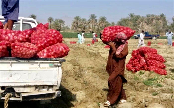 عرضه پیاز شهرستان راسک نقش مهمی در تنظیم بازار کشور دارد