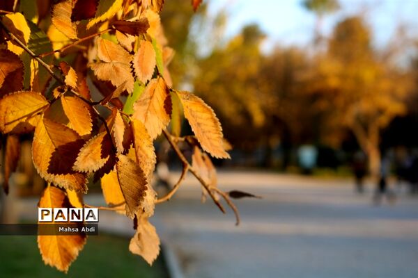 گذر پاییز در پارک شهر شیراز
