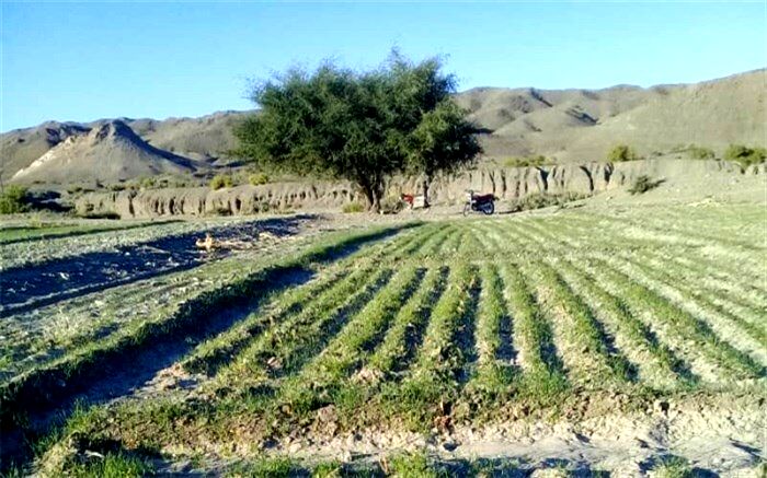 کشت محصولات پاییزه در مهرستان به ۳۵۰۰ هکتار رسید