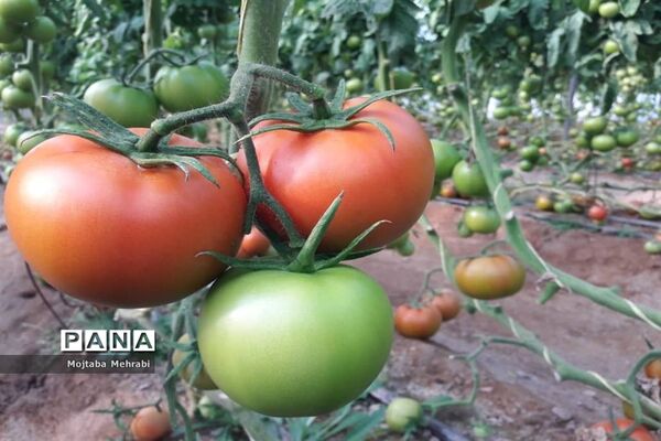 رونق کشت محصولات گلخانه‌ای در سیستان و بلوچستان