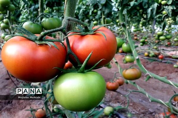 رونق کشت محصولات گلخانه‌ای در سیستان و بلوچستان