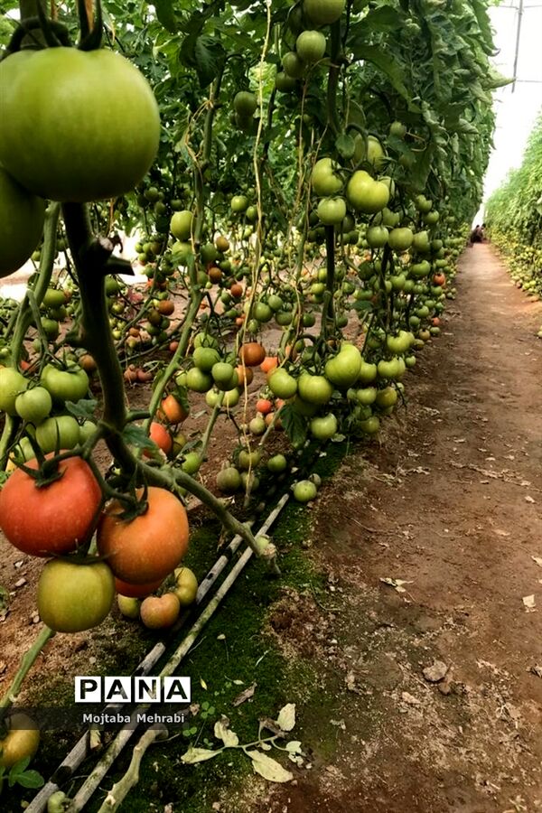 رونق کشت محصولات گلخانه‌ای در سیستان و بلوچستان