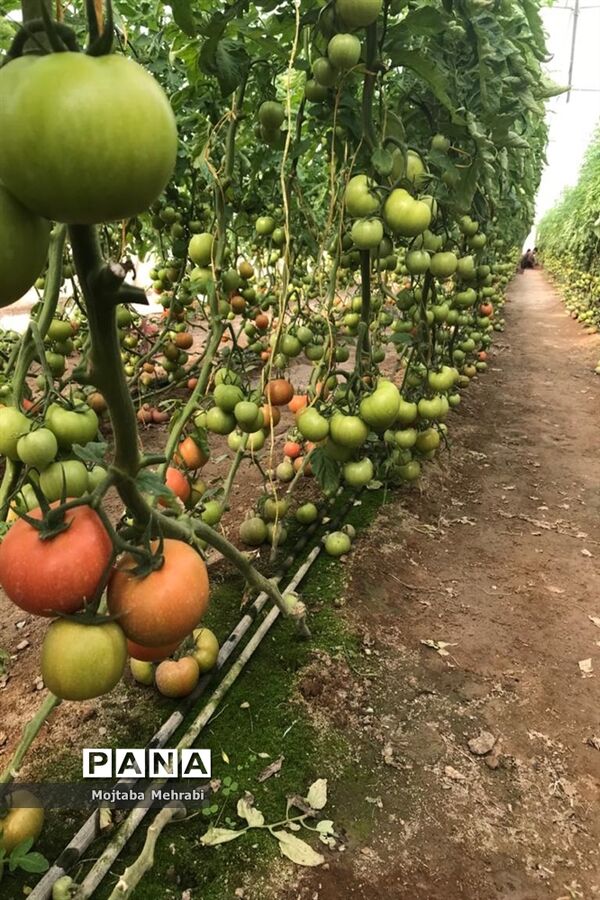 رونق کشت محصولات گلخانه‌ای در سیستان و بلوچستان
