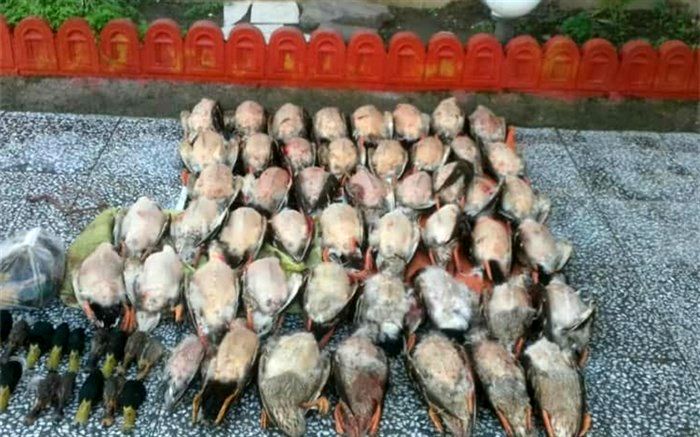 لاشه ۴۸ پرنده مهاجر در فریدونکنار کشف شد