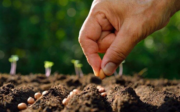 خودکفایی ۹۵ درصدی در تولید بذر