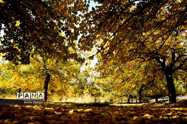 پاییز رنگارنگ تهران