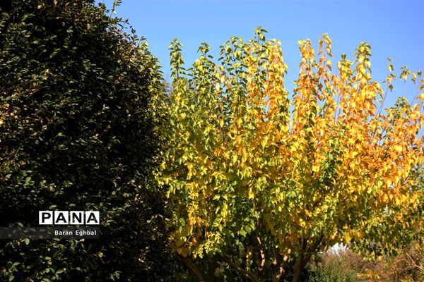 پاییز رنگارنگ تهران