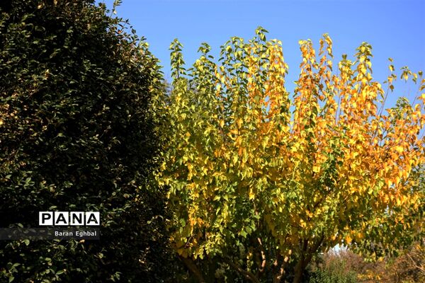 پاییز رنگارنگ تهران
