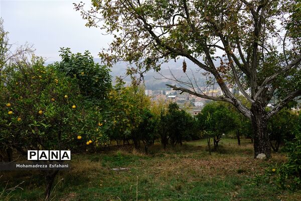 گشت‌وگذاری در روستای داراب‌کلا