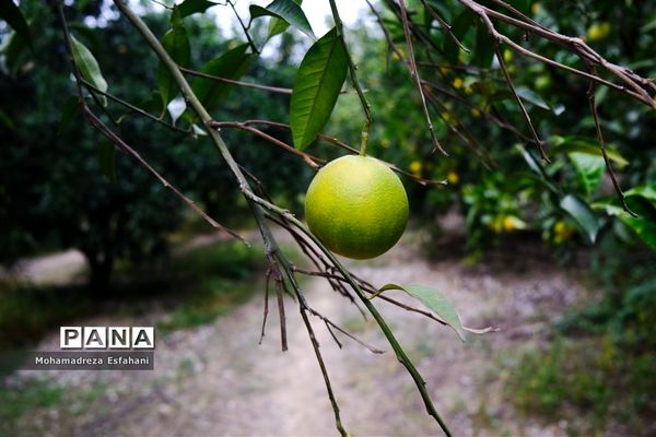 گشت‌وگذاری در روستای داراب‌کلا