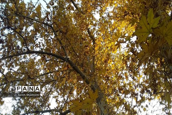 پاییز رنگارنگ تهران-۲