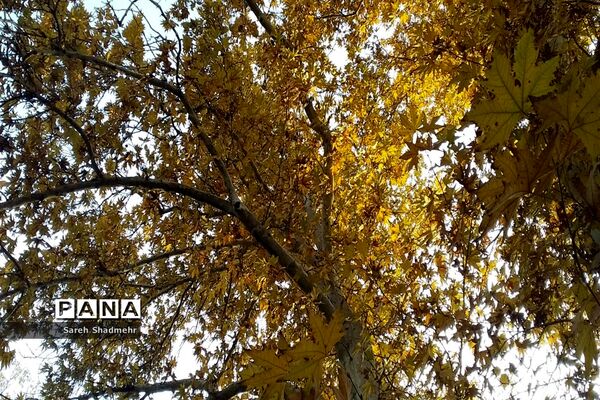 پاییز رنگارنگ تهران-۲