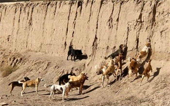 خسارت‌های جبران ناپذیر به حیات وحش با غذارسانی به سگ‌های بلاصاحب