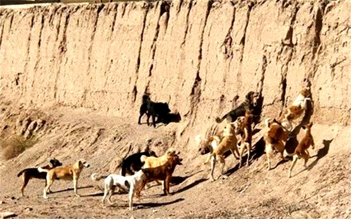 خسارت‌های جبران ناپذیر به حیات وحش با غذارسانی به سگ‌های بلاصاحب