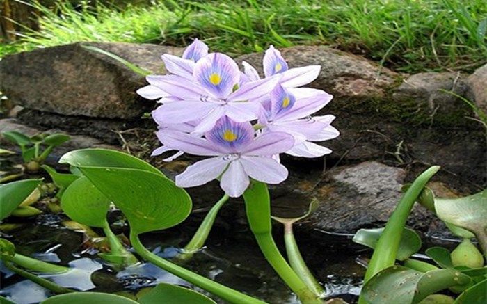 درگیری ۶ هزار هکتاری تالاب های گیلان با سنبل آبی