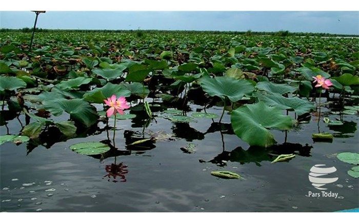 نجات تالاب انزلی دغدغه جدی دولت است
