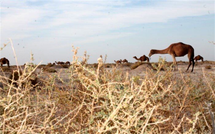 100 درصد مساحت تالاب جازموریان خشک شد
