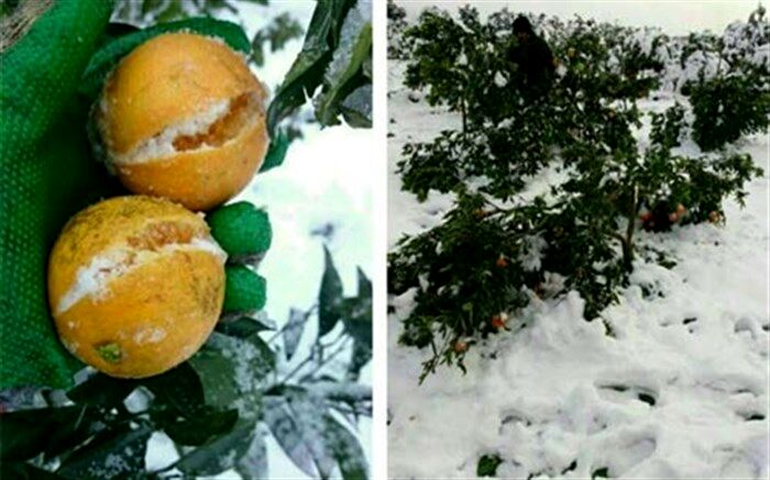 جلوگیری از یخ زدن محصولات باغی و گلخانه ای