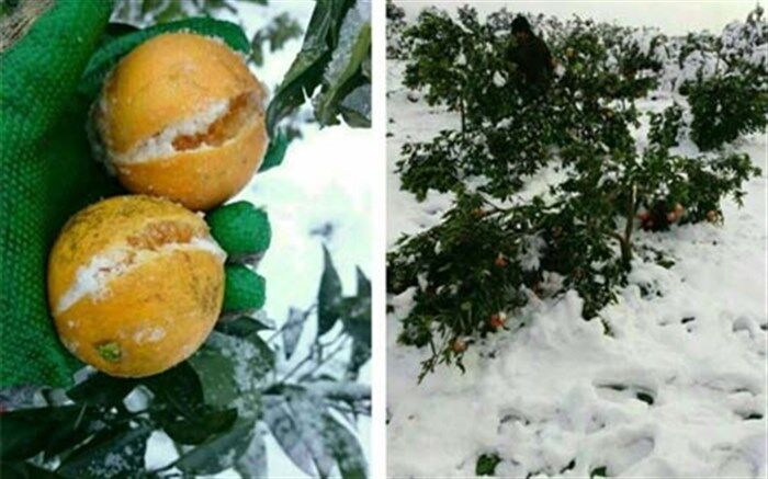جلوگیری از یخ زدن محصولات باغی و گلخانه ای