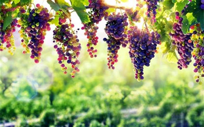 اجرای طرح سایبان باغ‌هابه منظور کاهش خسارت و حفظ محصول در مرودشت