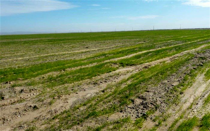 کشت گندم در بمپور 300 هکتار افزایش یافت