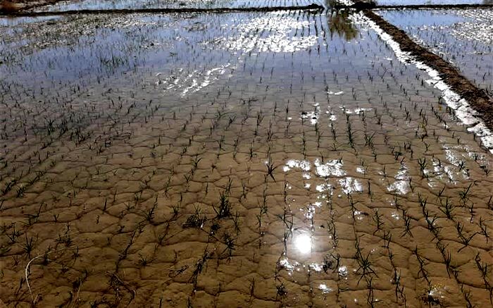 اشتغال ٢۵٠ نیروی بومی در اجرای فاز دوم طرح آبرسانی دشت سیستان