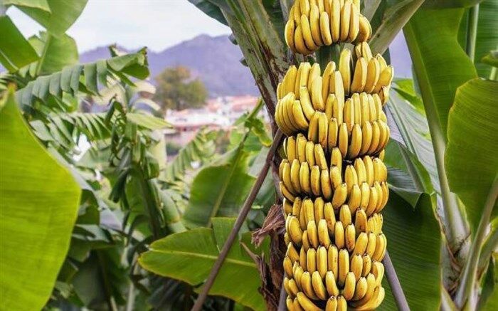 ارزبری 700 میلیون دلاری واردات موز