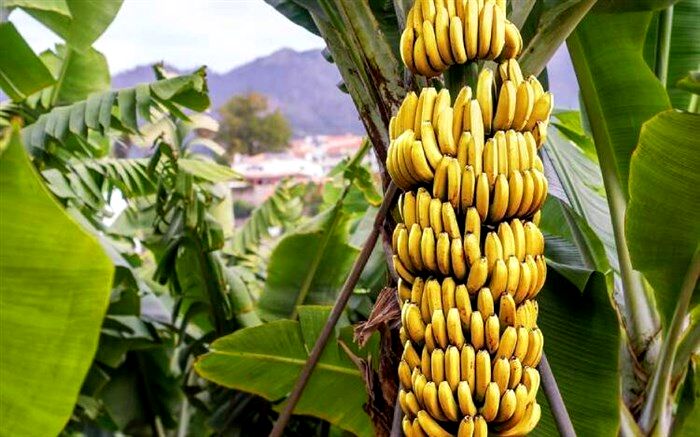 ارزبری 700 میلیون دلاری واردات موز