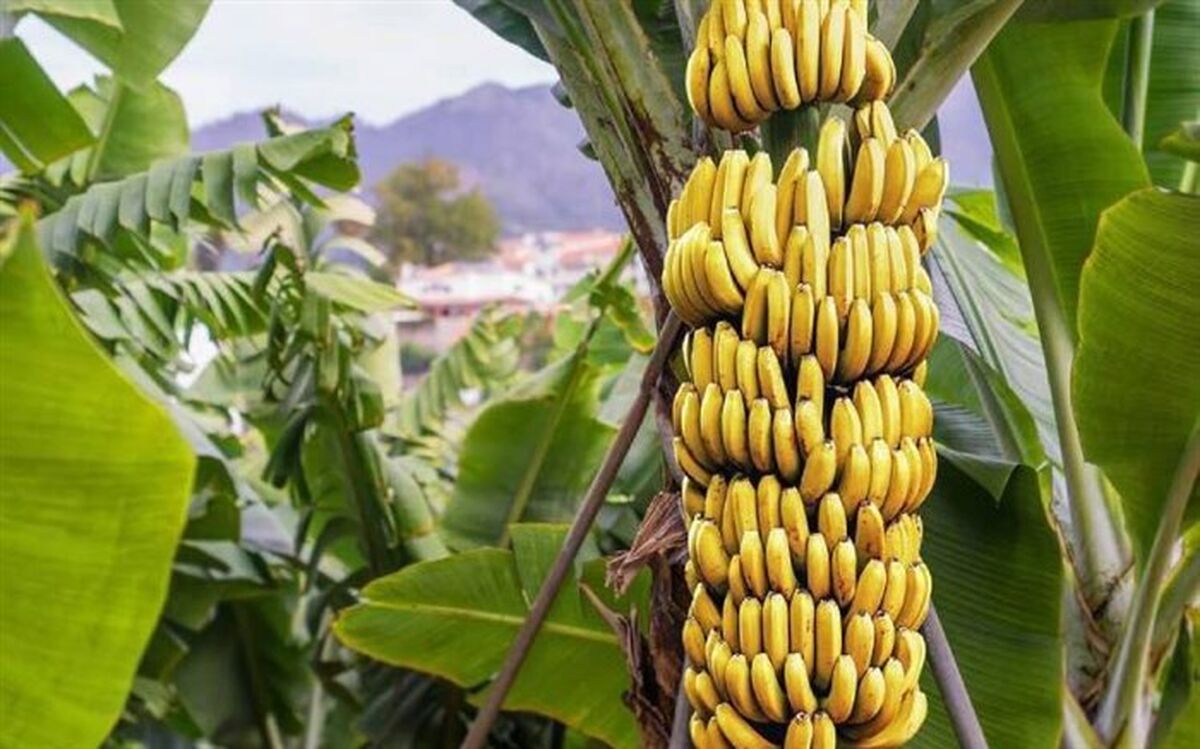 ارزبری 700 میلیون دلاری واردات موز