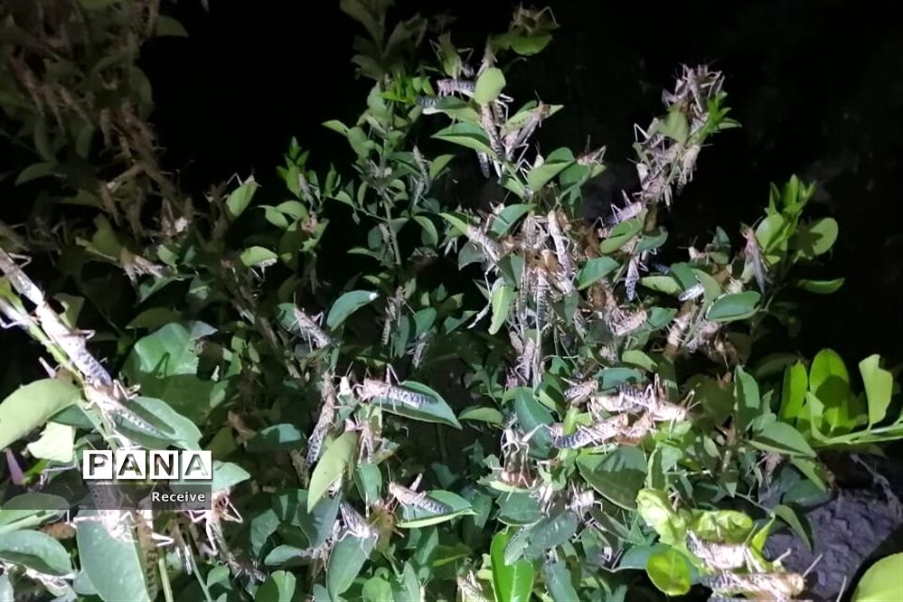 پایش ملخ صحرایی در شهرستان نی ریز شروع شد